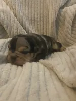 Two Face, a male Olde English Bulldogge for sale in Irmo, SC – 1 of 4