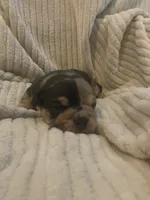 Two Face, a male Olde English Bulldogge for sale in Irmo, SC – 3 of 4