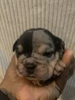Two Face, a male Olde English Bulldogge for sale in Irmo, SC – 4 of 4