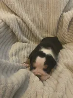 Bear, a male Olde English Bulldogge for sale in Irmo, SC – 2 of 4