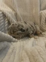 Silver Surfer, a male English Bulldog for sale in Irmo, SC – 4 of 5