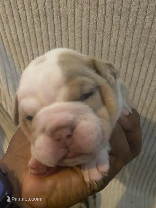 Harley Quin – English Bulldog puppy for sale in Irmo, SC