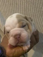 Harley Quin, a female English Bulldog for sale in Irmo, SC – 1 of 3
