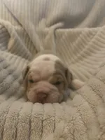 Harley Quin, a female English Bulldog for sale in Irmo, SC – 2 of 3