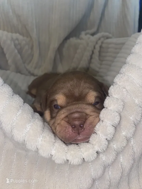 Charlie Brown – Olde English Bulldogge puppy for sale in Irmo, SC