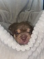 Charlie Brown, a male Olde English Bulldogge for sale in Irmo, SC – 1 of 4