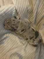 Silver Surfer, a male English Bulldog for sale in Irmo, SC – 5 of 5