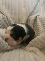 Bear, a male Olde English Bulldogge for sale in Irmo, SC – 4 of 4