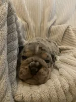 Silver Surfer, a male English Bulldog for sale in Irmo, SC – 2 of 5