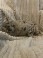 Silver Surfer, a male English Bulldog for sale in Irmo, SC – 3 of 5