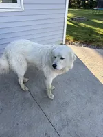 Sammy , a male Great Pyrenees for sale in Goodland, IN – 2 of 3