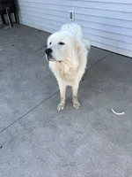 Sammy , a male Great Pyrenees for sale in Goodland, IN – 3 of 3