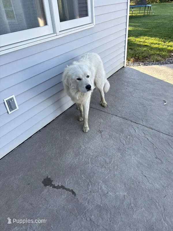 Sammy  – Great Pyrenees puppy for sale in Goodland, IN