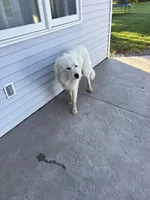 Sammy , a male Great Pyrenees for sale in Goodland, IN – 1 of 3