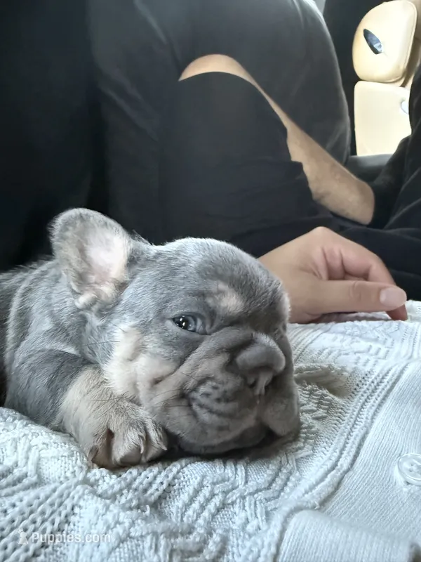 Stella – French Bulldog puppy for sale in Fort Worth, TX