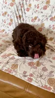 Rosie, a female Cockapoo for sale in Edmond, OK – Photo 3 of 4