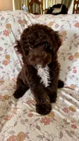 Rosie, a female Cockapoo for sale in Edmond, OK – Photo 2 of 4