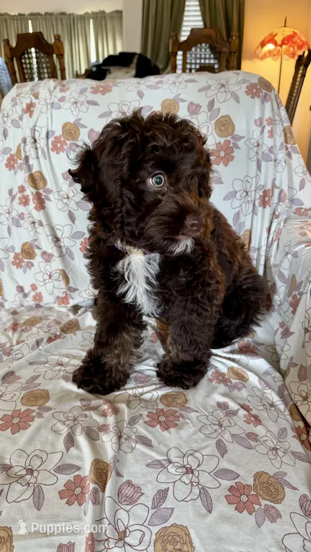 Rosie – Cockapoo puppy for sale in Edmond, OK