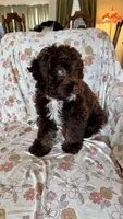 Rosie, a female Cockapoo for sale in Edmond, OK – Photo 1 of 4