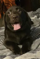 Sassy, a female Labrador Retriever for sale in Kalama, WA – 4 of 4