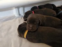 Red female, a female Labrador Retriever for sale in Kalama, WA – 2 of 6