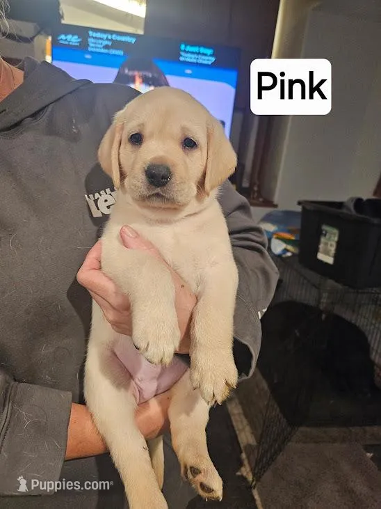 Pink Collar – Labrador Retriever puppy for sale in Kalama, WA