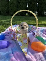 Pink Collar, a female Labrador Retriever for sale in Kalama, WA – Photo 2 of 7