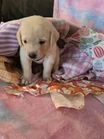 Pink Collar, a female Labrador Retriever for sale in Kalama, WA – Photo 5 of 7