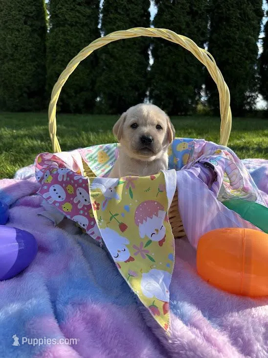 Pink Collar – Labrador Retriever puppy for sale in Kalama, WA