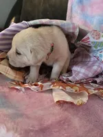 Pink Collar, a female Labrador Retriever for sale in Kalama, WA – Photo 4 of 7