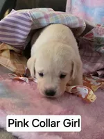 Pink Collar, a female Labrador Retriever for sale in Kalama, WA – Photo 3 of 7