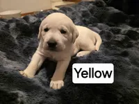 Willow Yellow Collar Female, a female Labrador Retriever for sale in Kalama, WA – 2 of 5