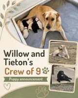 Willow Yellow Collar Female, a female Labrador Retriever for sale in Kalama, WA – 3 of 5