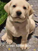 Green Collar, a male Labrador Retriever for sale in Kalama, WA – 5 of 7