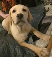 Male 2, a male Labrador Retriever for sale in Kalama, WA – 1 of 7