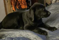 Black female, a female Labrador Retriever for sale in Kalama, WA – 2 of 5