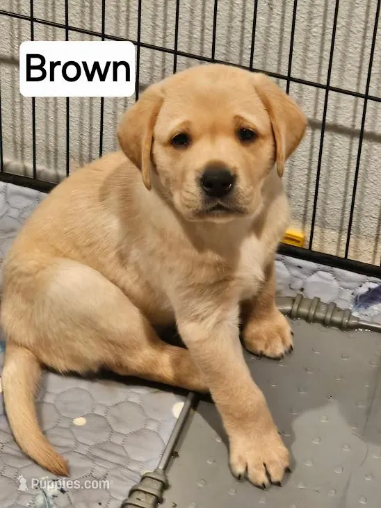 Brown Collar – Labrador Retriever puppy for sale in Kalama, WA