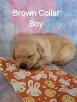 Brown Collar, a female Labrador Retriever for sale in Kalama, WA – Photo 5 of 7