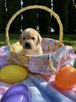 Brown Collar, a female Labrador Retriever for sale in Kalama, WA – Photo 2 of 7