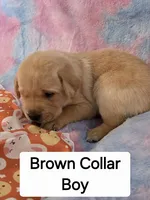 Brown Collar, a female Labrador Retriever for sale in Kalama, WA – Photo 4 of 7