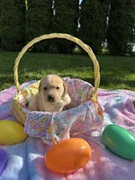 Brown Collar, a female Labrador Retriever for sale in Kalama, WA – Photo 3 of 7