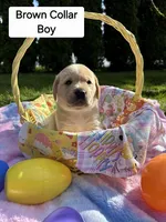 Brown Collar, a female Labrador Retriever for sale in Kalama, WA – Photo 1 of 7