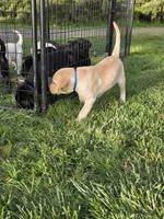 Blue Collar, a female Labrador Retriever for sale in Kalama, WA – 4 of 8