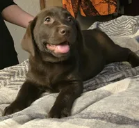 Sassy, a female Labrador Retriever for sale in Kalama, WA – 2 of 4