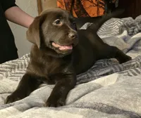 Sassy, a female Labrador Retriever for sale in Kalama, WA – 3 of 4