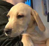 Female 1, a female Labrador Retriever for sale in Kalama, WA – 2 of 8