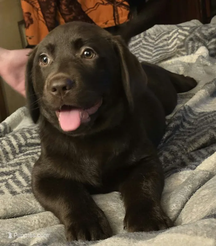 Sassy – Labrador Retriever puppy for sale in Kalama, WA