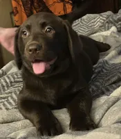 Sassy, a female Labrador Retriever for sale in Kalama, WA – 1 of 4