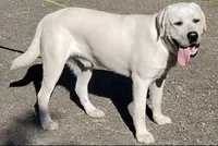 Male 2, a male Labrador Retriever for sale in Kalama, WA – 7 of 7