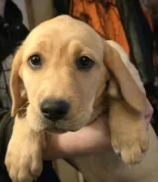 Female 1, a female Labrador Retriever for sale in Kalama, WA – 3 of 8